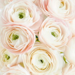 Bouquet de renoncules blanches