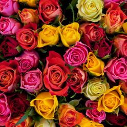 Roses multicolors