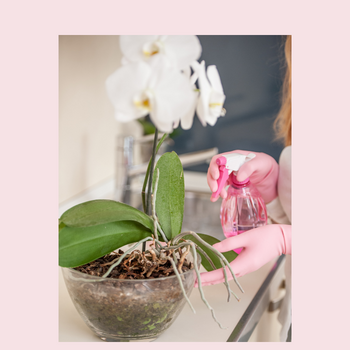 Rempotage de l'orchidée : comment rempoter votre plante ?
