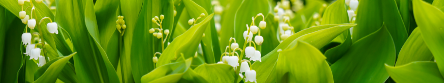 banniere-muguet banniere-muguet