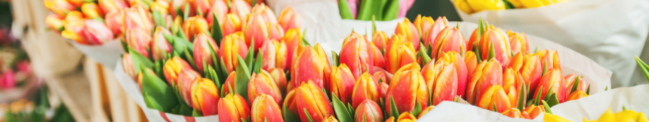 bannière tulipe blog bannière tulipe blog