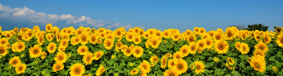 banniere tournesols banniere tournesols