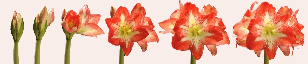 ouverture progressive de la fleur d'amarillys évolution amaryllis