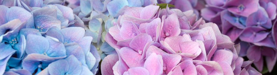 bannière hortensia bannière hortensia