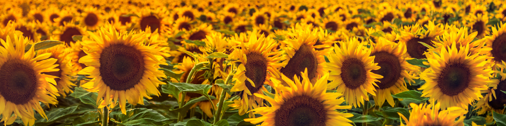 Tournesol