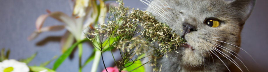 banniere chat banniere chat