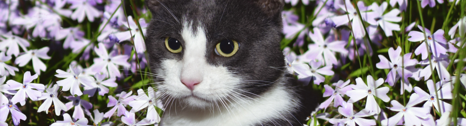 chat banniere chat banniere