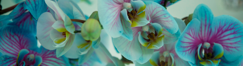bannière orchidee bannière orchidee