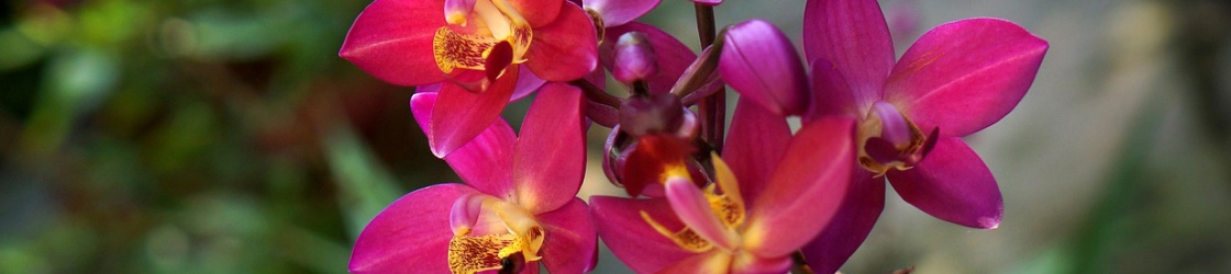 banniere-orchidees banniere-orchidees