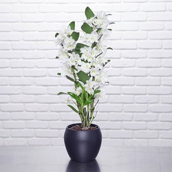 dendrobium-nobile dendrobium-nobile