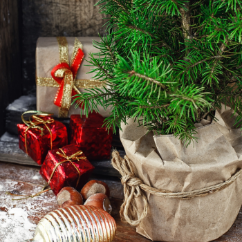 sapin en pot sapin en pot