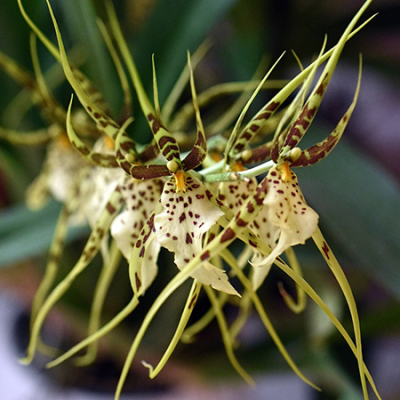 orchidee-brassia-2 orchidee-brassia-2