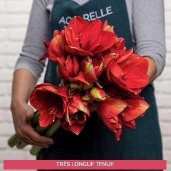 AMARYLLIS ROUGES FERRARI AMARYLLIS ROUGES FERRARI