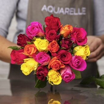 Arlequin20 roses Arlequin20 roses