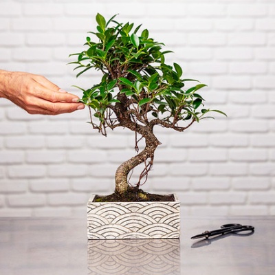 BONSAÏ ZEN