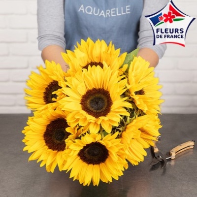NOTRE BRASSÉE DE TOURNESOLS