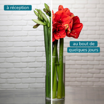 amaryllis rouge dans un vase en verre amaryllis rouge dans un vase