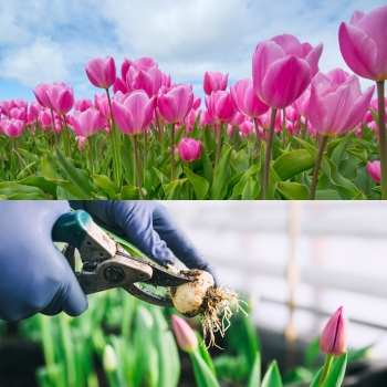 plantation tulipe plantation tulipe