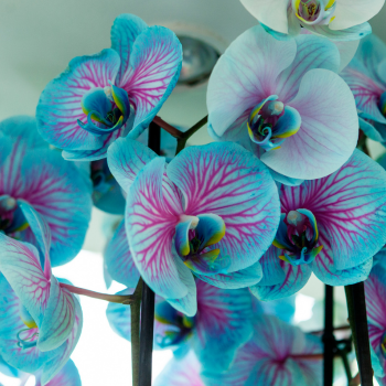 orchidée bleue orchidée bleue