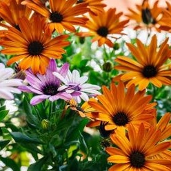 vivaces oranges vivaces oranges