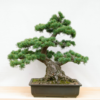 bonzai bonzai
