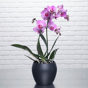 orchidee-papillon-350x350-38100 orchidee-papillon-350x350-38100