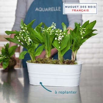 DÉCOUVREZ LE MUGUET MERVEILLEUX DÉCOUVREZ LE MUGUET MERVEILLEUX
