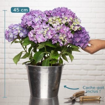 HORTENSIA PARME EN POT