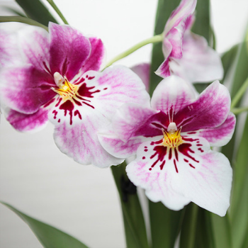 orchidee orchidee