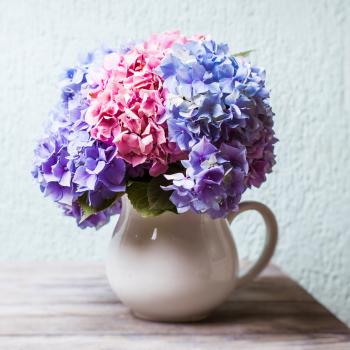hortensia vase hortensia vase