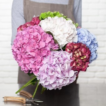 hortensia 2 hortensia 2