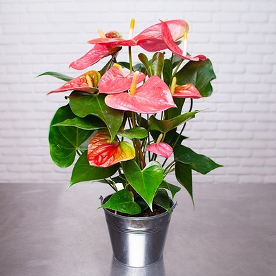 PLANTES VERTES DÈS 29€