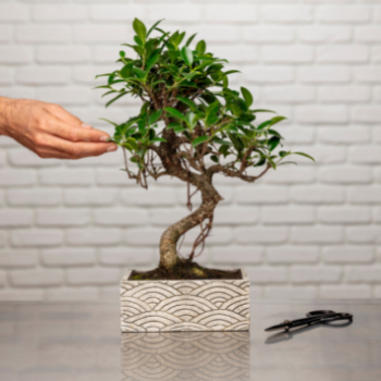 bonsai bonsai