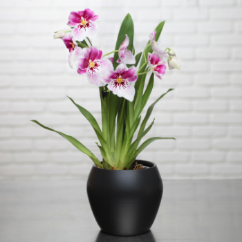 orchidee-aquarelle orchidee-aquarelle