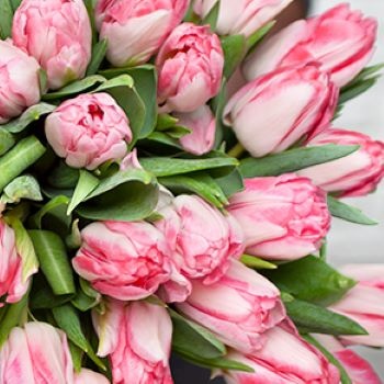 bouquet de tulipes rose en gros plan tulipes roses zoom