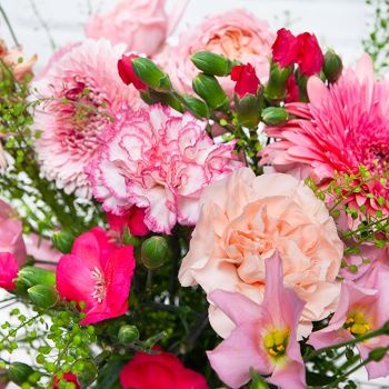 bouquet astro balance rose en gros plan bouquet astro balance rose en gros plan