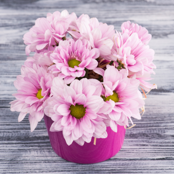 chrysanthème_rose1 chrysanthème_rose1
