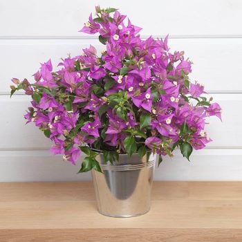 zinc-bougainvilliers zinc-bougainvilliers