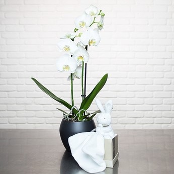 ORCHIDÉE BLANCHE & DOUDOU LAPIN