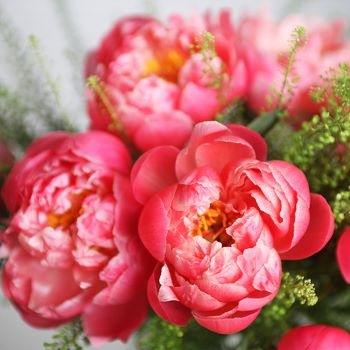 Pivoines-zoom-blog Pivoines-zoom-blog