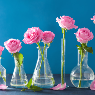rose eternelle 3 rose eternelle 3
