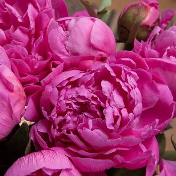 Pourquoi offrir des fleurs à sa maman ?