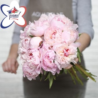 merveilleuses pivoines merveilleuses pivoines