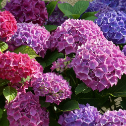 fleurs estival hortensia bleu rose