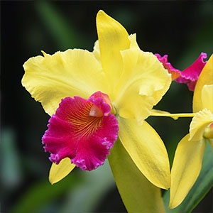 orchidee-cattleya orchidee-cattleya