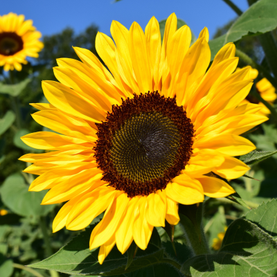 gros-plan-tournesol-champ-ete