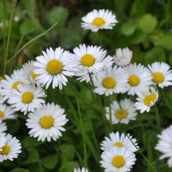 vivaces blanches vivaces blanches