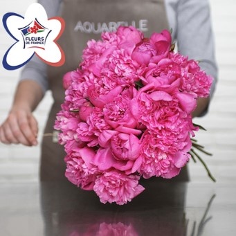 PIVOINES MAGENTA PIVOINES MAGENTA