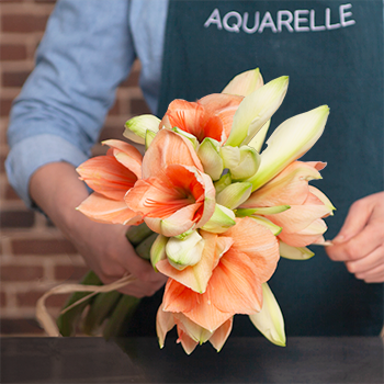 bouquet d'amaryllis orangé bouquet d'amaryllis orangé