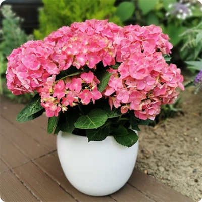 hortensia-en-pot-livraison-de-fleurs-430x430-54621 hortensia-en-pot-livraison-de-fleurs-430x430-54621
